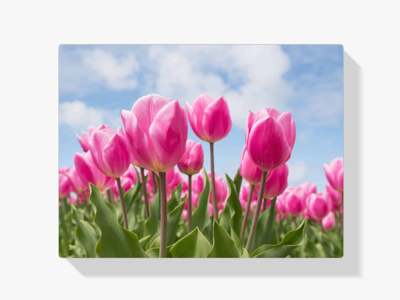 Diamantmaling lyserøde tulipaner - SEOS Shop ®