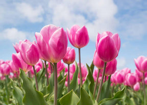 Diamantmaling lyserøde tulipaner - SEOS Shop ®