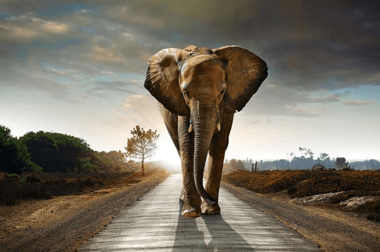 Diamantmaleri Safari Elefant - SEOS Shop ®