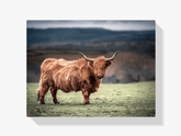 Diamantmaleri Skotsk højlander - Skotsk højlander græsser i det sydlige Wales' landskab - SEOS Shop ®