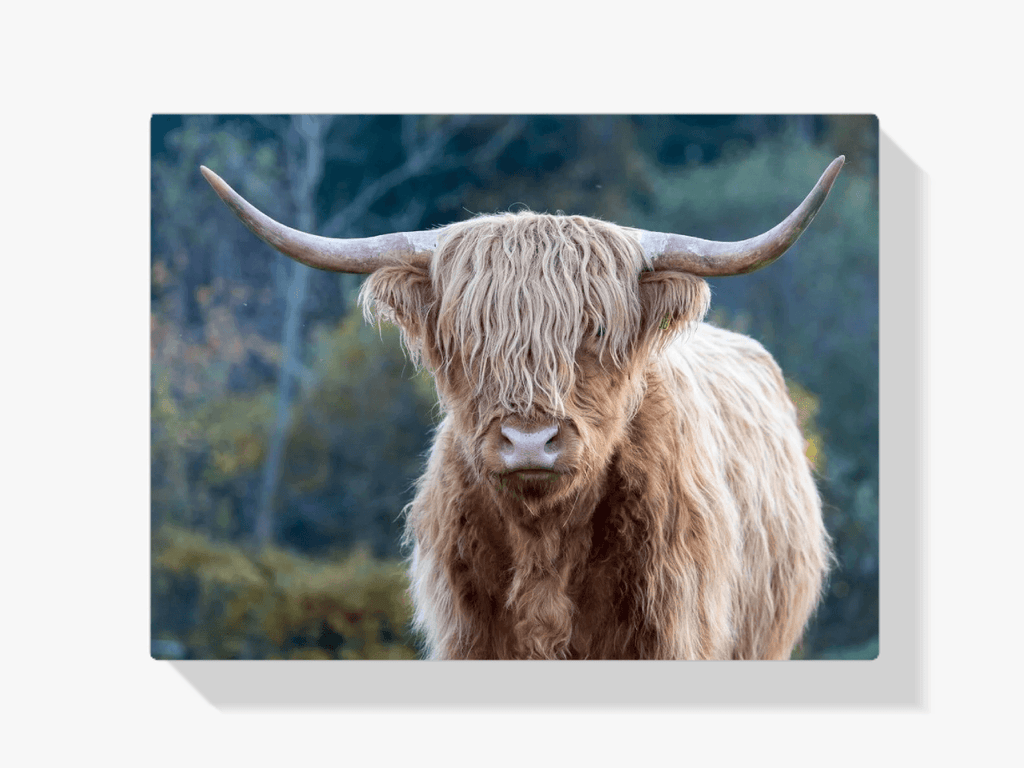 Diamantmaleri Skotsk højlander - Skotsk højlander i vildmarken - SEOS Shop ®