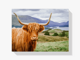Diamantmaleri Skotsk højlander - Skotsk højlander i et smukt landskab - SEOS Shop ®
