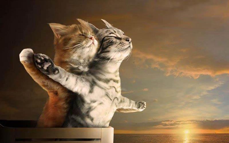 Diamantmaling Titanic-katte - SEOS Shop ®