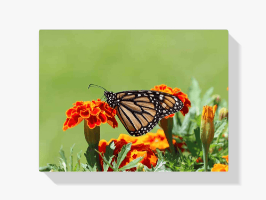 Diamantmaling Sommerfugl - SEOS Shop ®