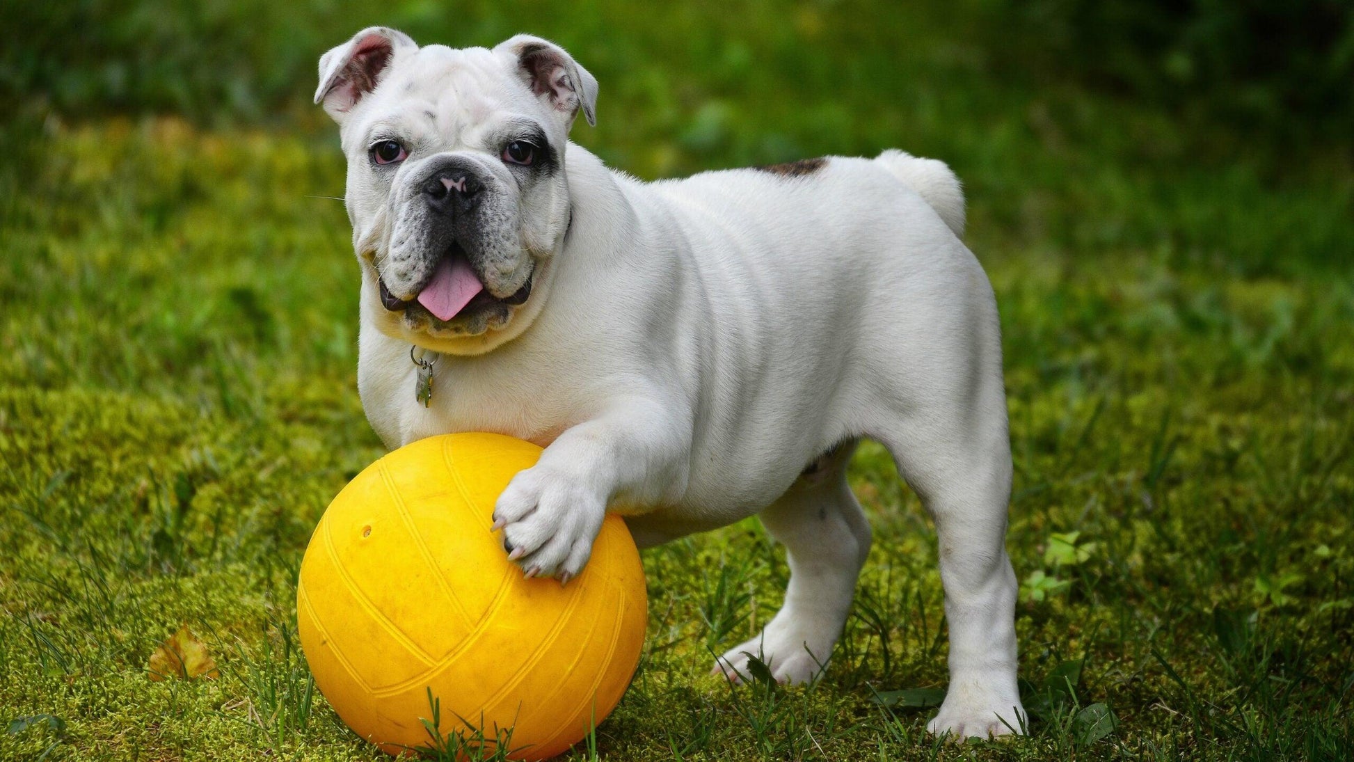 Diamantmaling Hvid bulldog med bold - SEOS Shop ®