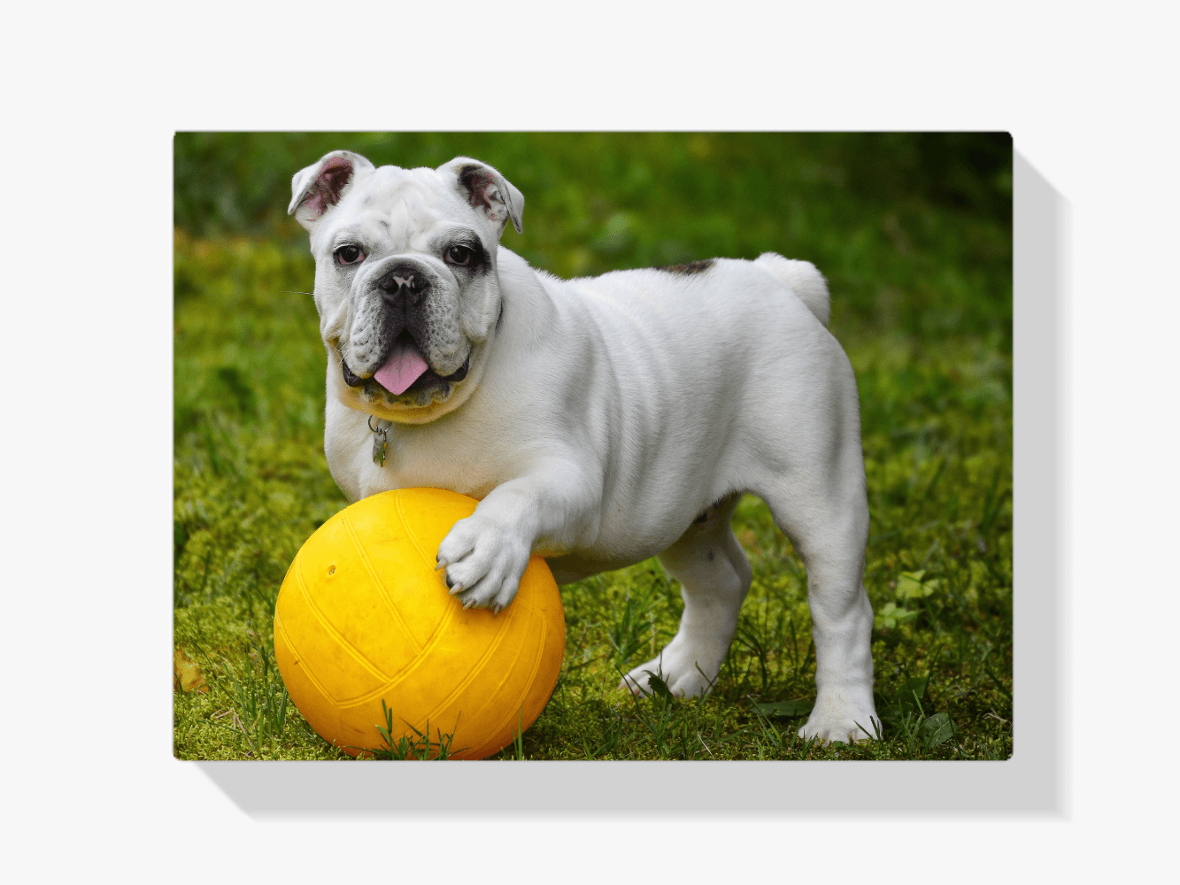 Diamantmaling Hvid bulldog med bold - SEOS Shop ®