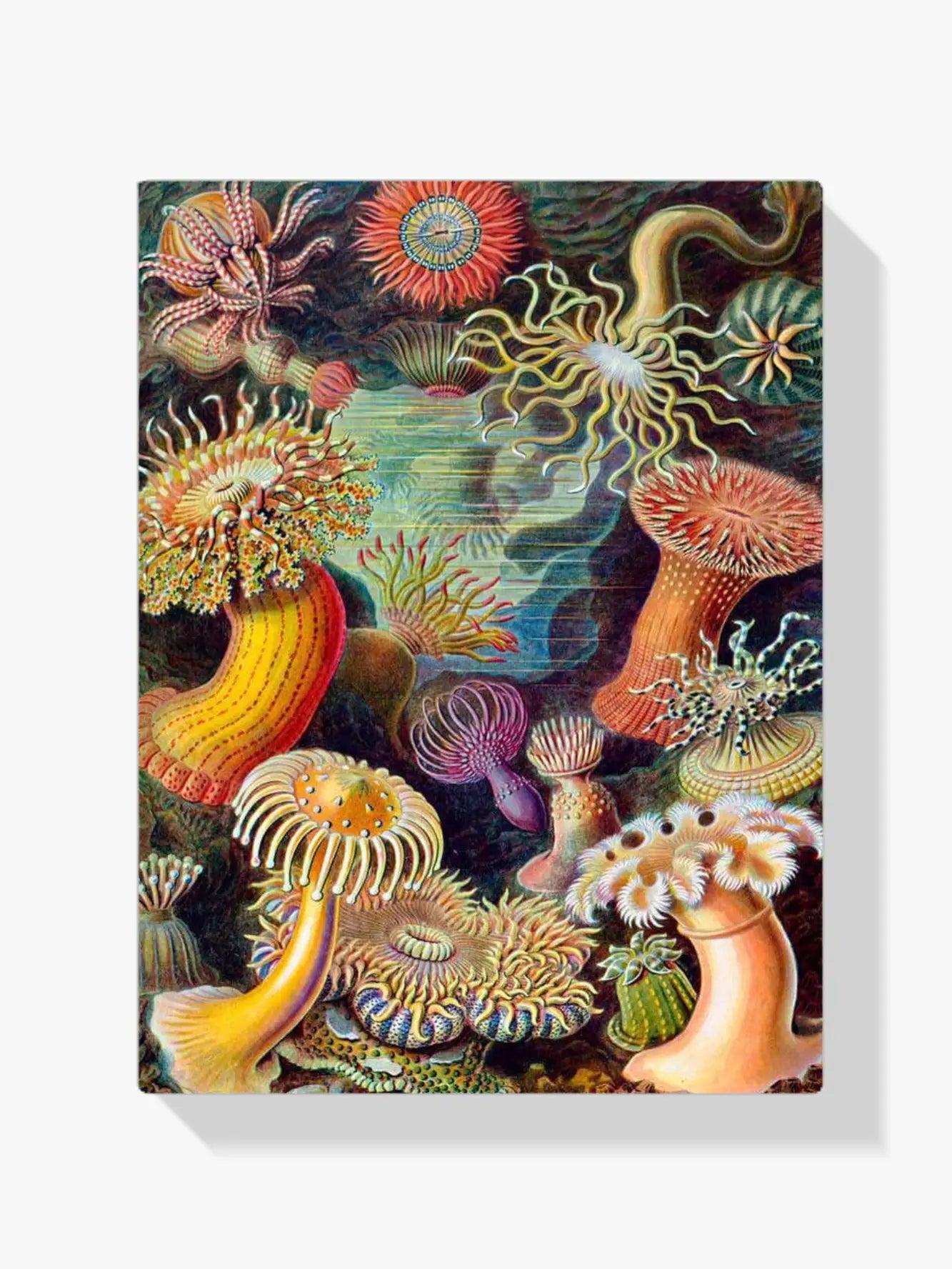 Diamantmaling - Aktinier