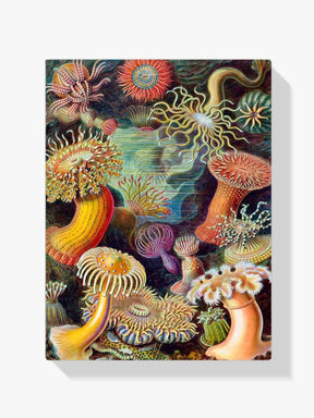 Diamantmaling - Aktinier