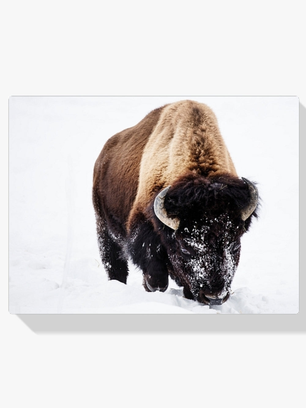 Diamantmaleri - Bison i sneen