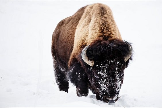 Diamantmaleri - Bison i sneen
