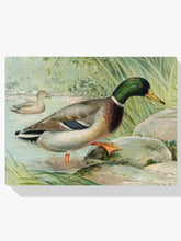 Diamantmaleri Gråand