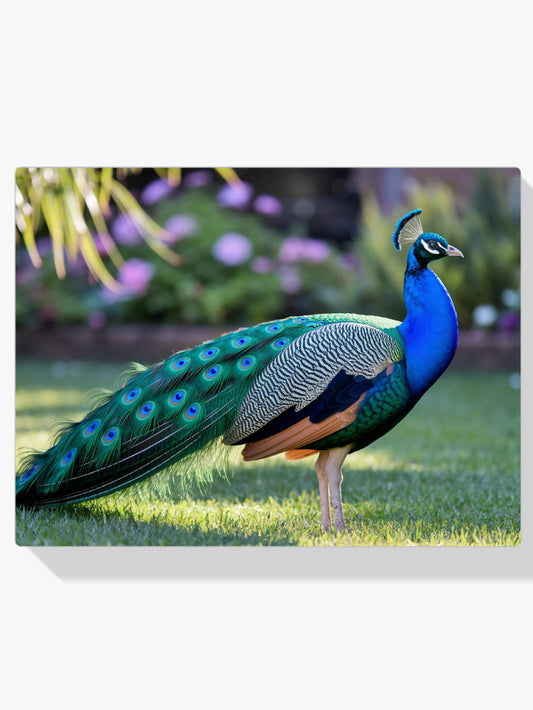 Diamantmaleri - Påfugl med viftefjer i juveltoner