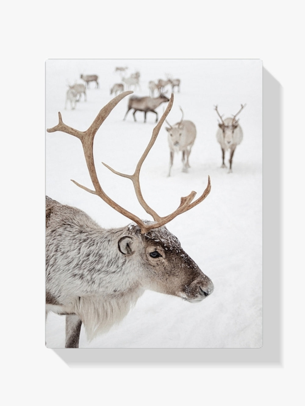 Diamantmaling - Rensdyr i Tromsø, Norge