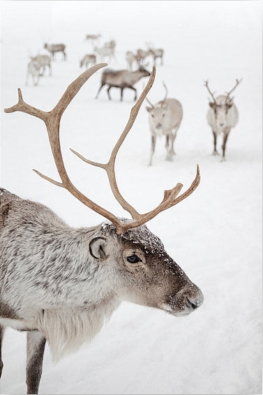 Diamantmaling - Rensdyr i Tromsø, Norge