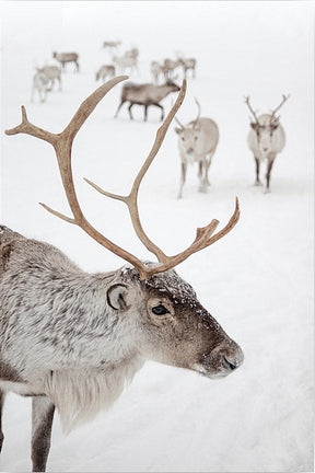 Diamantmaling - Rensdyr i Tromsø, Norge