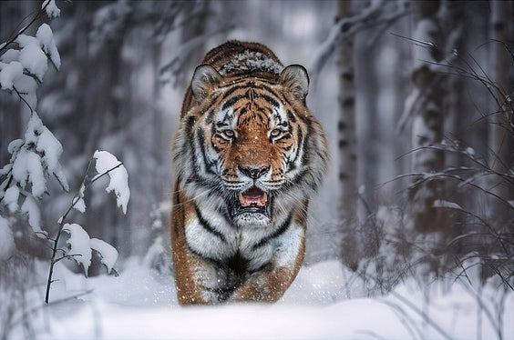 Diamantmaleri - Snetiger