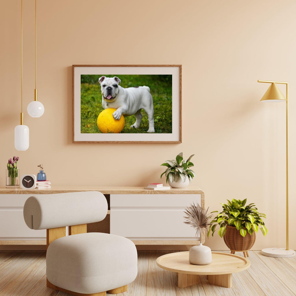 Diamantmaling Hvid bulldog med bold - SEOS Shop ®
