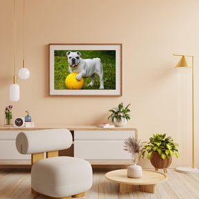 Diamantmaling Hvid bulldog med bold - SEOS Shop ®