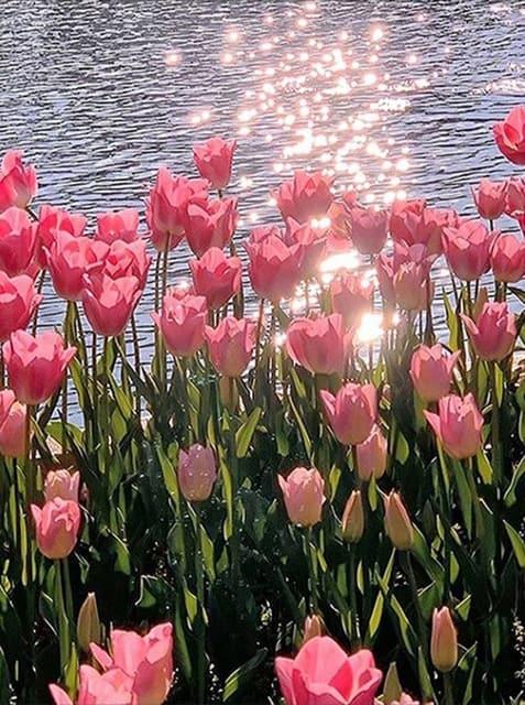Diamantmaleri Lyserød Tulipan - SEOS Shop ®