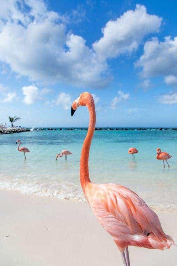 Diamantmaling Flamingoer på stranden - SEOS Shop ®