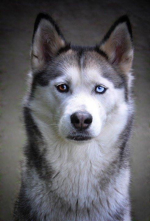 Diamantmaling Husky med hvalpøjne - SEOS Shop ®