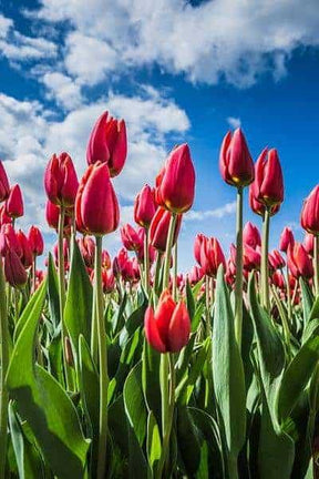 Diamantmaling Røde Tulipaner - SEOS Shop ®