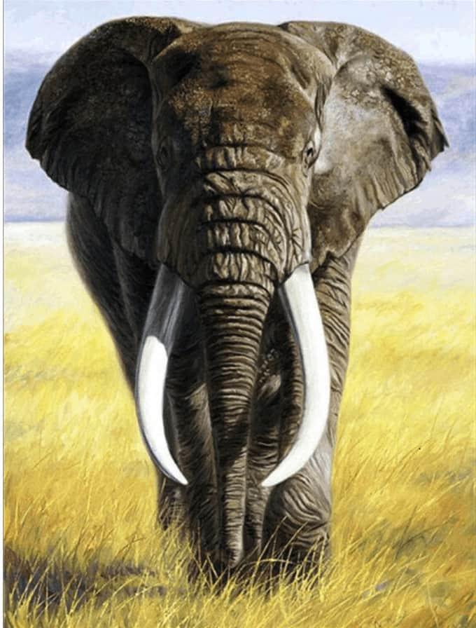 Diamantmaling Safarielefant med stødtænder - SEOS Shop ®
