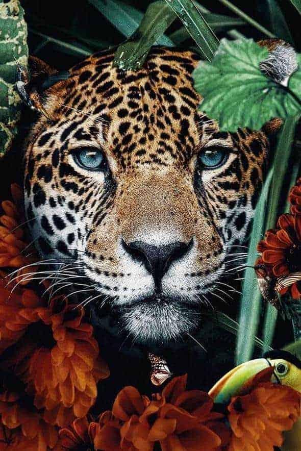 Diamantmaleri Tiger i junglen - SEOS Shop ®