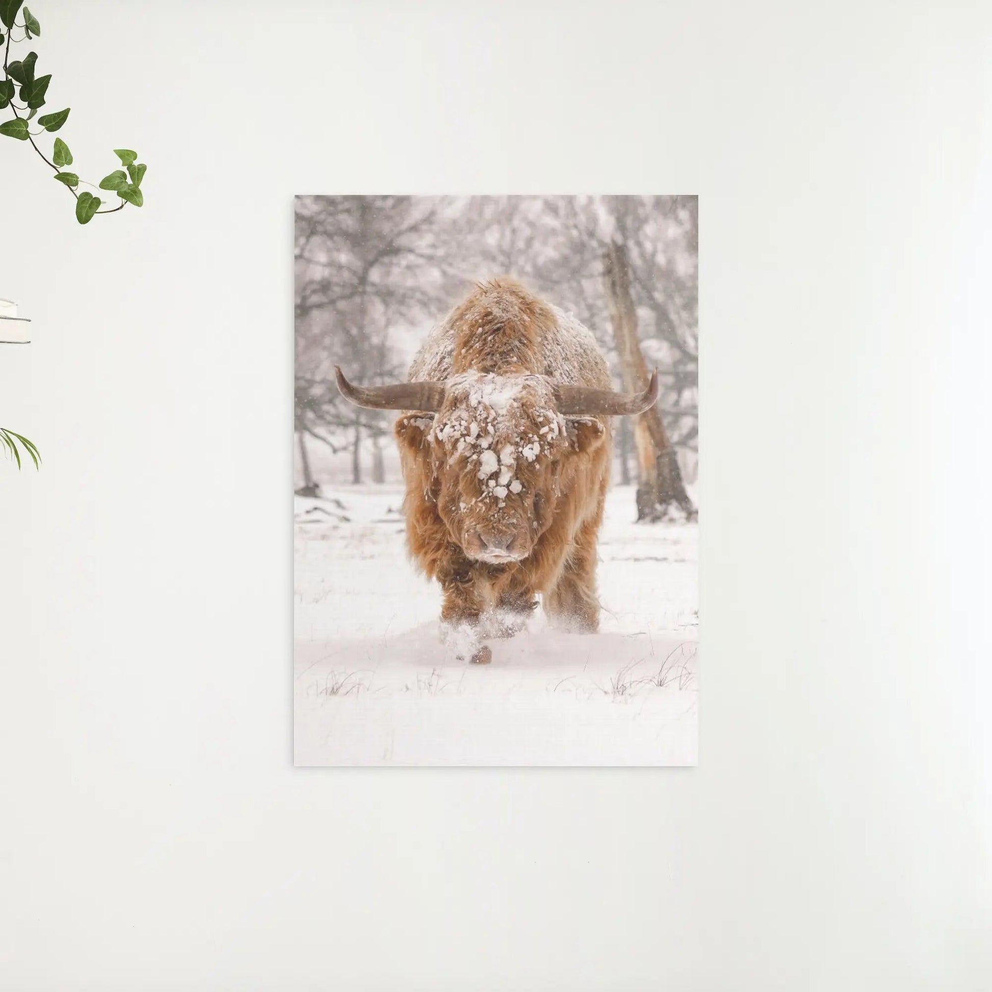 Diamantmaleri Skotsk højlander - Skotsk højlander i et naturligt vinterlandskab - SEOS Shop ®