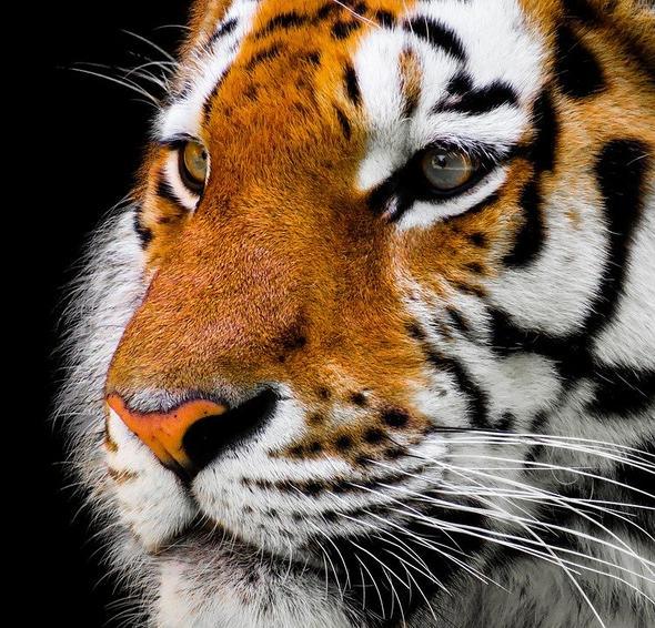 Diamantmaling Voksen Tiger - SEOS Shop ®
