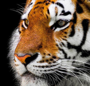 Diamantmaling Voksen Tiger - SEOS Shop ®