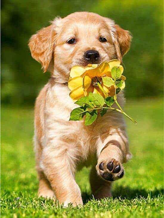Diamantmaling Labrador hvalp med blomst - Komplet - SEOS Shop®